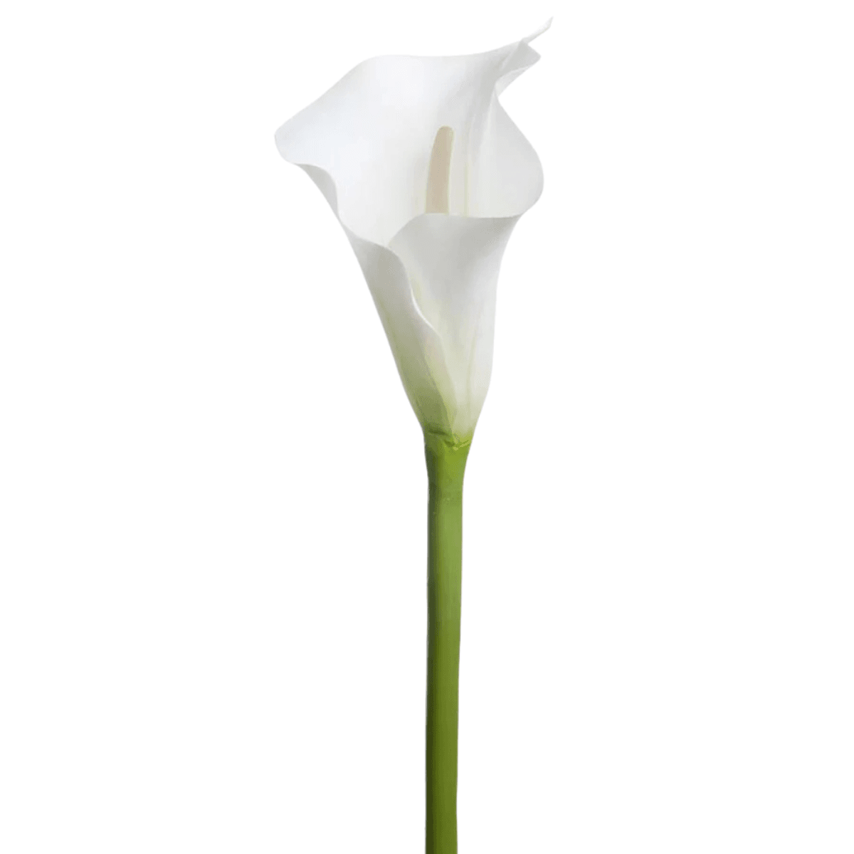 Calla lilje, hvit, 90 cm