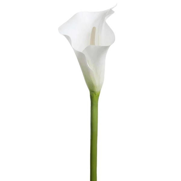 Hovedbilde Calla lilje, hvit, 90 cm