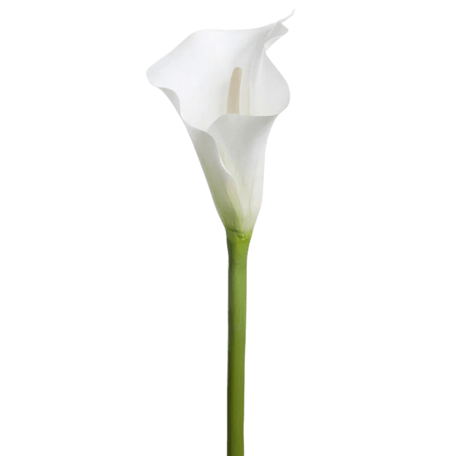 Hovedbilde Calla lilje, hvit, 90 cm