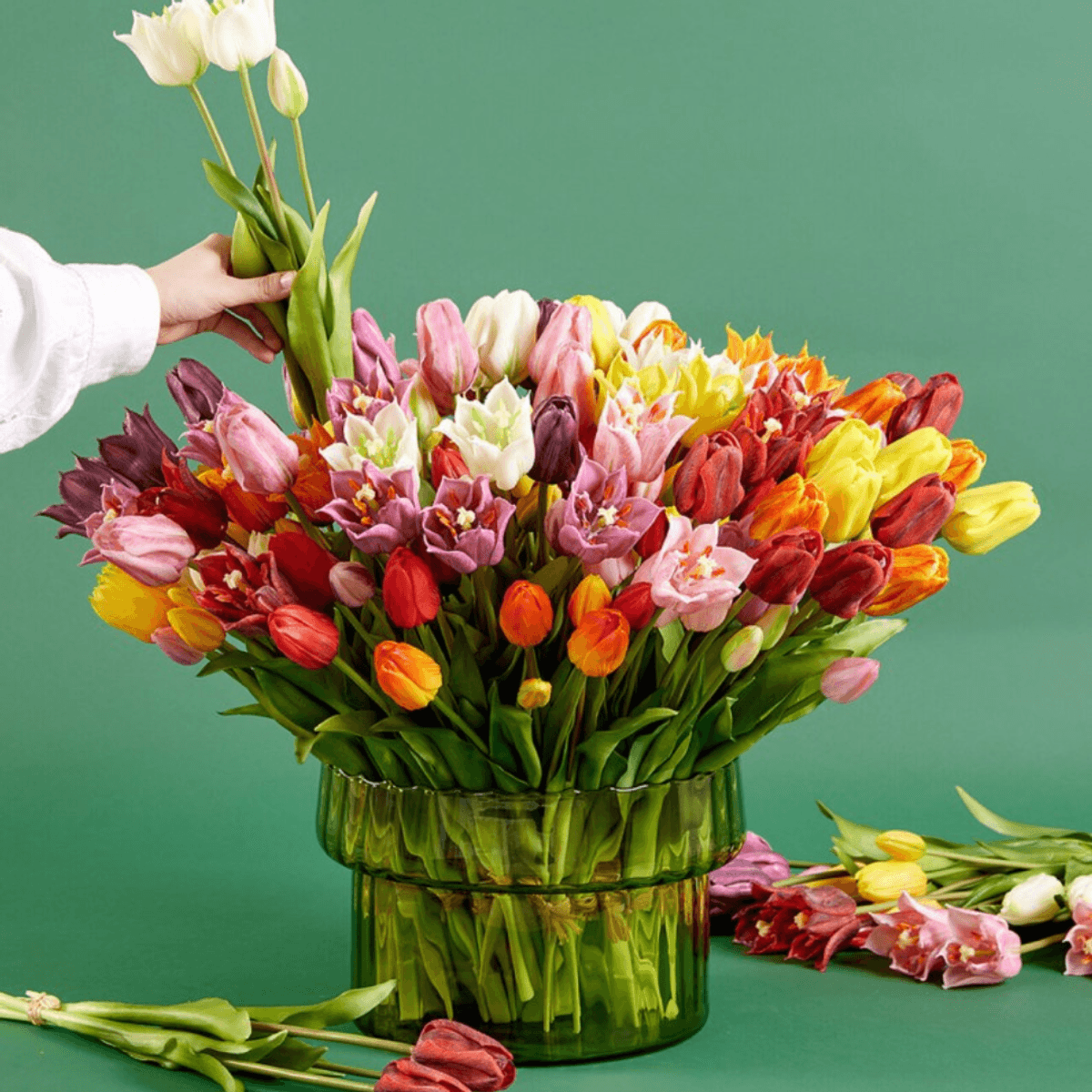 Tulipaner, Mørk rosa, 70 cm